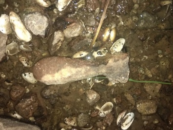 Ржавая, но опасная. На берег Южного Буга вода вынесла старую мину (ФОТО)