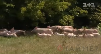 Сотня одичавших свиней терроризирует село в Полтавской области