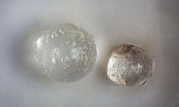 Исследователи нашли древние осколки метеорита в окаменелостях раковин моллюсков
