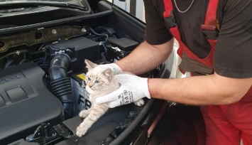 Под капотом «Тойоты», приехавшей на сервис, нашли трех котят
