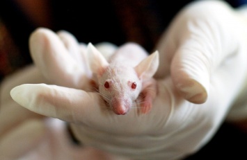 Ученые смогли запрограммировать поведение мышей с помощью зрительных образов