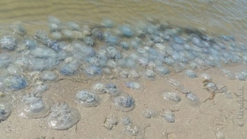 На популярном курорте в Одесской области обнаружены опасные медузы