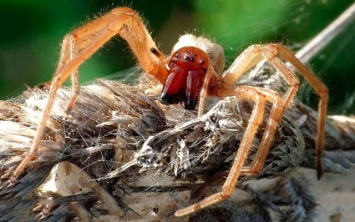 Запорожца укусил прыгающий желтосумный паук (ФОТО)