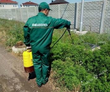 Обратите внимание: в Одессе создали интерактивную карту, где растет опасный сорняк