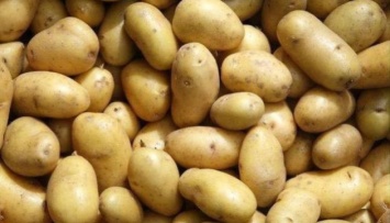 Картофеля на Черниговщине стало меньше, а его цена выросла вдвое