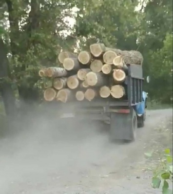 Жители Фрунзенского устроили скандал против вырубки леса (ВИДЕО)