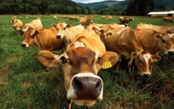 Массово гибнут коровы на Херсонщине