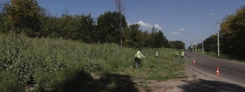 В Кривом Роге продолжают борьбу с амброзией