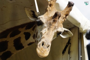 Его зовут Нуру. В Николаевский зоопарк приехал долгожданный жираф (ФОТО)