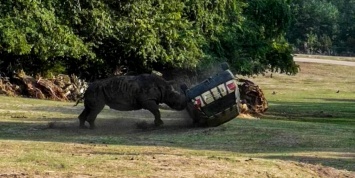 Видео: разъяренный носорог уничтожает машину работницы сафари-парка