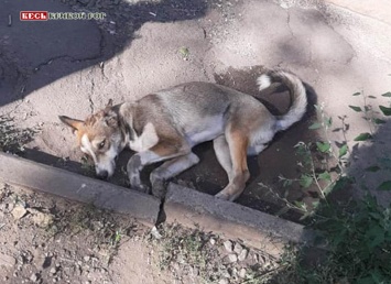 Общественный резонанс: на Червоной в Кривом Роге водитель маршрутки №286 допустил наезд на бродячую собаку