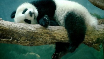 В Берлинском зоопарке родились панды-близнецы