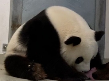 В Берлинском зоопарке панда Мэн Мэн родила близнецов