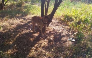 В Запорожье собаку привязли к дереву и бросили: Волонтеры просят помощи (ФОТО)