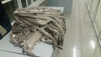 Украинец вез из Польши 30 кг норковых шкурок