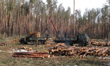 Лесничему в Харьковской обл. объявлено о подозрении в незаконной вырубке лесов, которая привела к 8 млн грн убытков