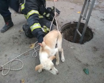 В Днепре спасатели достали собаку, которая просидела в люке несколько суток