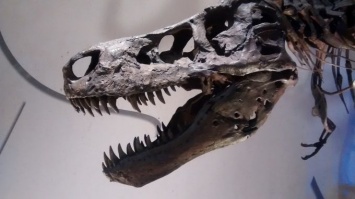 Ученых потрясла находка в черепе тираннозавра