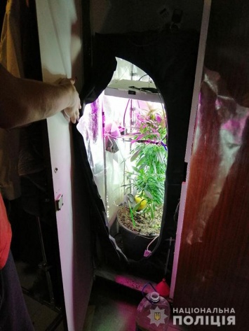 Житель Николаевской области выращивал коноплю в шкафу