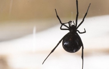 Британец из-за паука устроил смертельное ДТП