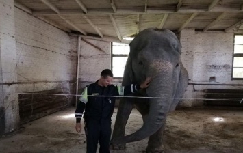 В Беларуси поймали слона, котрый гулял по деревне