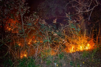 В Днепре на Петрозаводской горела трава возле частного сектора
