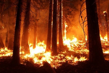 В Бердянском районе вспыхнул масштабный лесной пожар