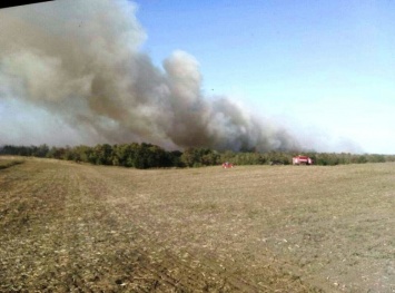 Под Бердянском лесной пожар тушили 3 машины спасателей, 2 трактора и машина фермеров, - ФОТО