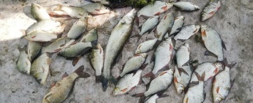 В Запорожской области браконьеры незаконно выловили более 300 килограмм рыбы