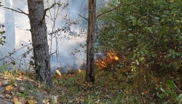Лесной пожар под Житомиром охватил уже 100 гектаров