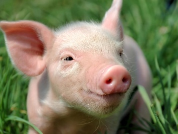 Китай сообщает о новом случае африканской чумы свиней в Нинся