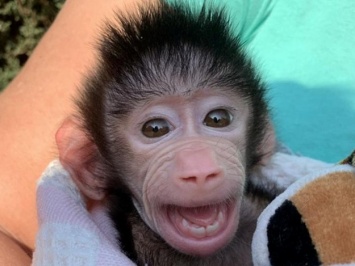 Минутка умиления: в бердянском зоопарке показали улыбающуюся обезьянку (фото)