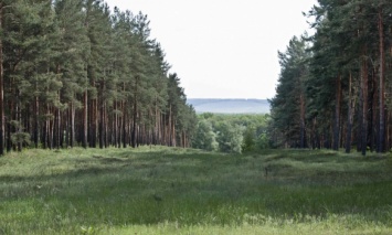Зеленский подписал указ о создании национального природного парка "Кременские леса" в Луганской области