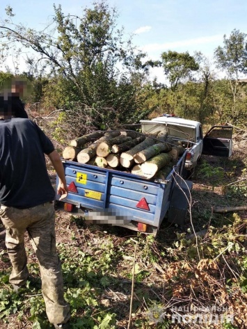 Жителя Одесской области ждет штраф за незаконную вырубку леса (фото)