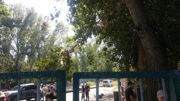 В Одессе незаконно пилят деревья: уже упало более 30 штук, - ФОТО, ВИДЕО