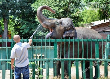 Несите арбузы: одесская слониха будет отмечать свой юбилей