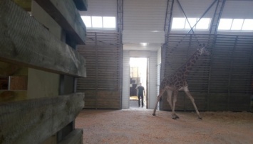 В Николаевском зоопарке поселился еще один редкий жираф
