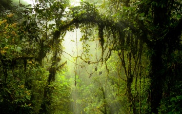 Невероятную находку обнаружили в джунглях Амазонки: «около 3000 лет»