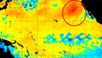 Тепловая аномалия в Тихом океане может погубить местную фауну