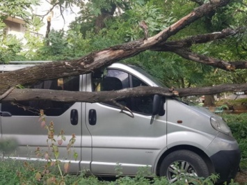 В Ужгороде дерево рухнуло на микроавтобус: хозяйка добивается компенсации (ФОТО)