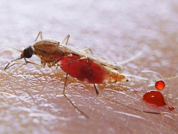 Малярию попробуют лечить по-новому
