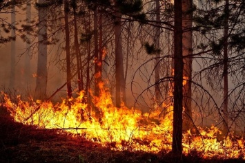В Крыму спасатели более 16 часов тушили пожар в лесу