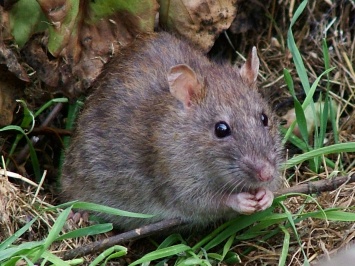 В Днепре настоящее нашествие крыс: чем это опасно