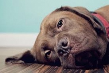 В Мелитополе травят собак - животные гибнут мучительной смертью