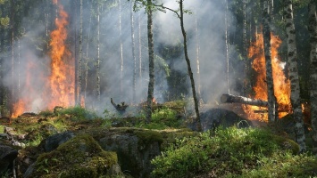 Количество пожаров за месяц возросло в семь раз: в области бьют тревогу
