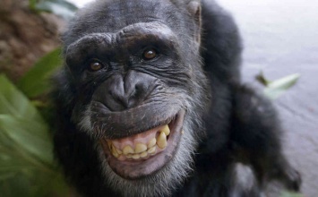 Ученые расшифровали язык приматов, озвучены основные слова: "предупреждают об опасности"