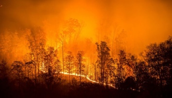 Индонезию и Малайзию из-за лесных пожаров накрыл смог