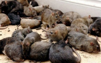 В Днепре активизировались крысы