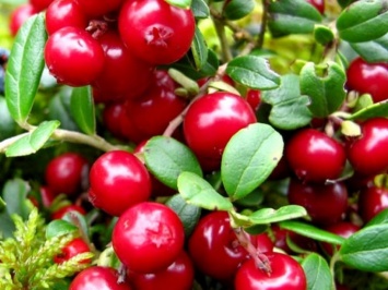 Гипертония лечится без лекарств: нужна сладкая ягода