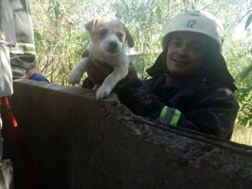 Из-за глупого щенка подняли на ноги пожарную команду в Николаевской области
